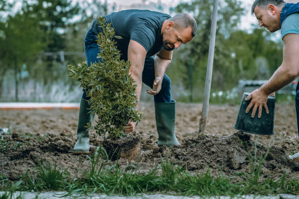 Reliable Union Grove, WI Tree Service Solutions